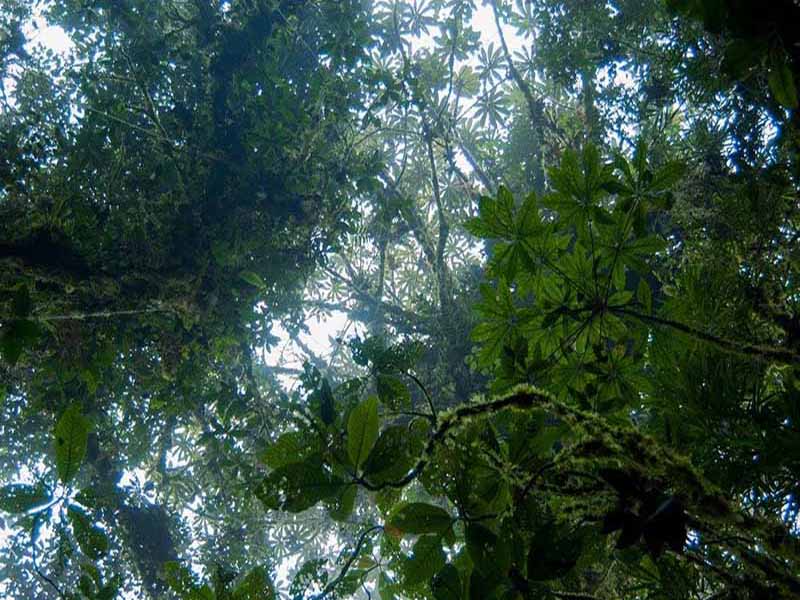 Costa Rica Canopy in Santa Elena Cloud Forest