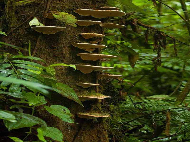 Costa Rica Santa Elena Cloud Forest