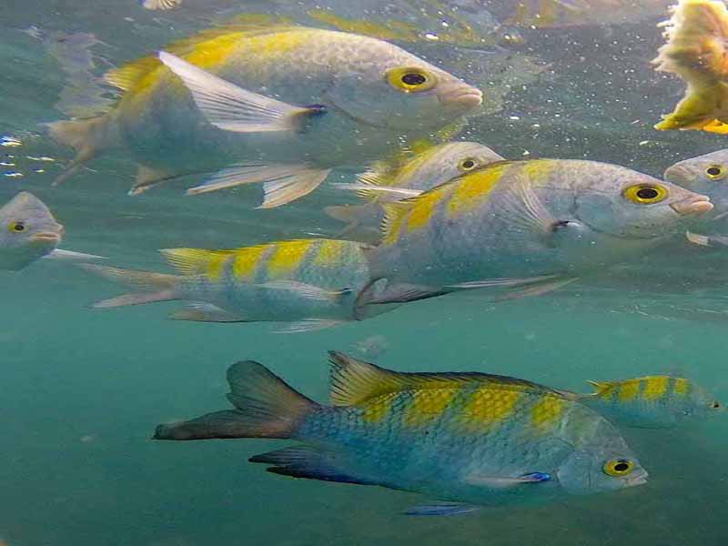 Costa Rica Snorkeling in Quepos